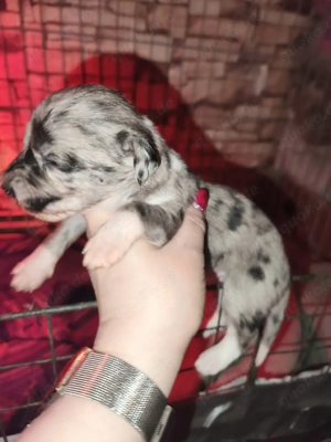 Windshih Welpen Bild 3