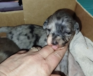 Windshih Welpen Bild 2