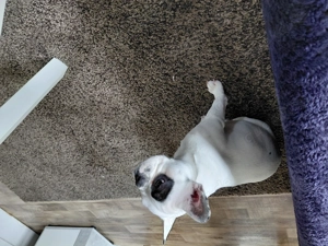 Französische Bulldogge Hündin abzugeben