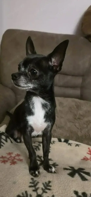 Deckrüde Chihuahua Bild 7