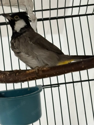 irakische büllbüll vogel 