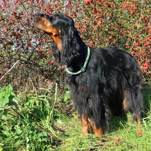 zauberhafte Gordon Setter Welpen  Bild 6