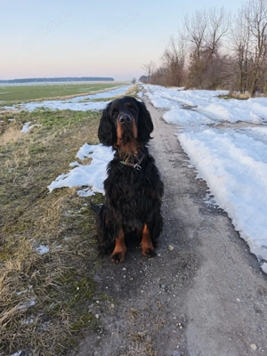 zauberhafte Gordon Setter Welpen  Bild 7