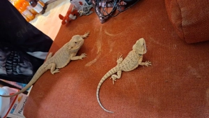 Bartagamen abzugeben erwachsen und jungtier 1