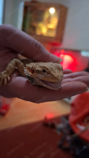 2 Bartis suchen immernoch ein zuhause m+w