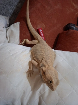 2 bartagamen abzugeben mit zubehör