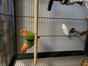 Unzertrennliche Pärchen