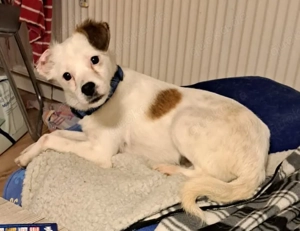 Kleiner Goldschatz Zybill sucht ihr Für-Immer-Zuhause!