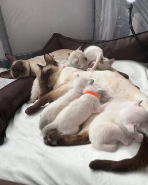 Traumhafte Siamese Kitten   Abgabe ab 21.02.26