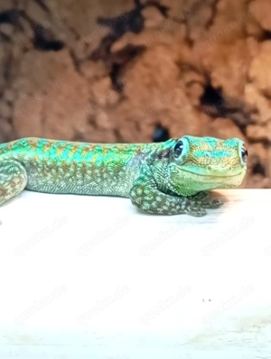 Phelsuma borbonica borbonica   Bourbon Taggecko (0.1?)