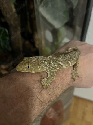 Rhacodactylus Leachianus Nuu Ami (Neukaledoischer Riesengecko)