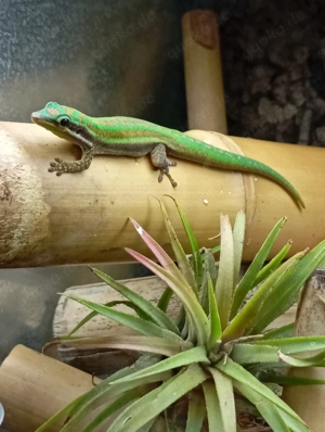 Phelsuma cepediana   Blauschwanz - Taggecko (1.0)