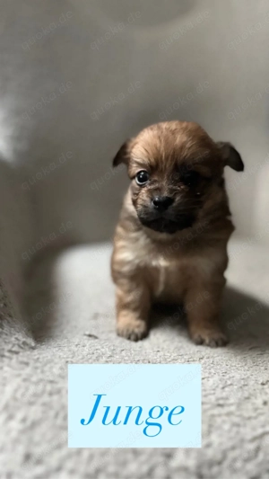 Mit Liebe aufgezogene Welpen suchen ihr Für-immer-Zuhause     