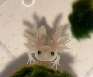 Axolotl babys 