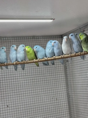 Gebe ab: junge Blaugenick- Sperlingspapageien in verschiedenen Farben. 