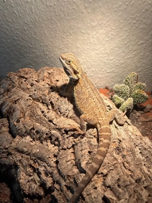 Bartagame Weibchen