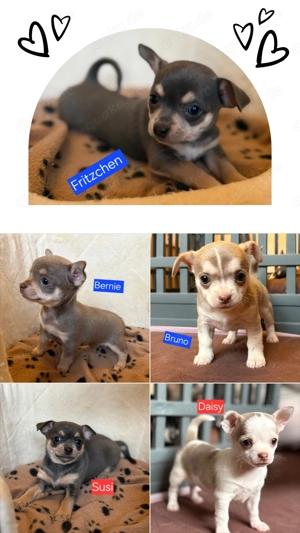 5 Welpen suchen ein neues Zuhause 