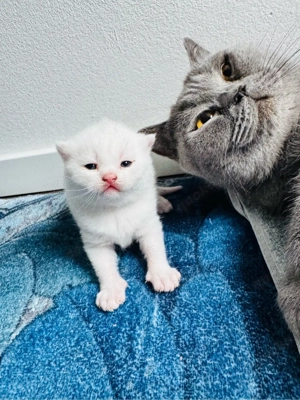 britische Kürze Haare Baby 