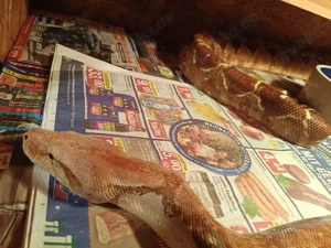 Zu verschenken - Boa constrictor imperator CA sunglow 0.1  