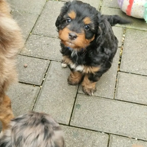 Wunderschöne Miniature Aussie  pudel Welpen Mini Aussie   Zwerg Pudel  (Prinzessinnen!)