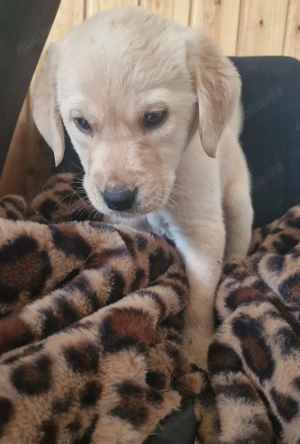 Unser Welpen suchen ein liebevolles Zuhause ab Mitte März 