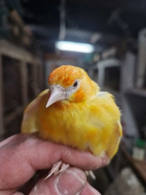 Stieglitz Major Schecke Weißkehle Gelb 