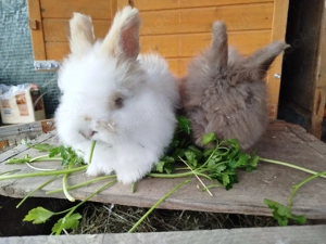 Englisch Angora Rammler