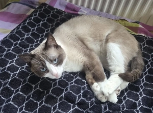  Pascual   sanfter Siam-Mix sucht ruhiges Zuhause 