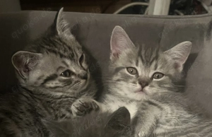 Wunderschöne BKH-Kitten suchen ein liebevolles Zuhause 