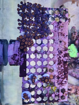 zoanthus Jonny C Pumkin  Bild 2