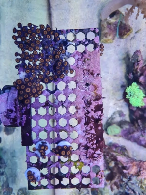 zoanthus Jonny C Pumkin 