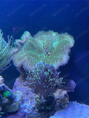 XXL Pilsleder Koralle Meerwasser Aquarium Ableger Muttertier