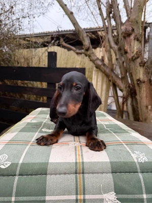 Charmanter Zwergdackel Welpe sucht sein Herzenszuhause