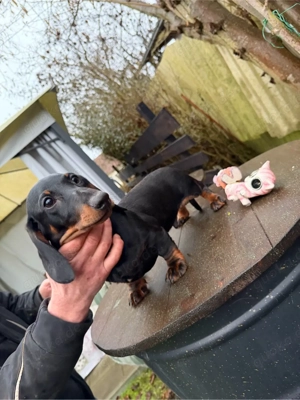 Zwergdackel Welpe mit FCI liebevoll aufgezogen