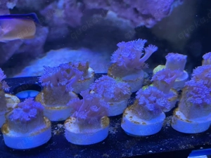 Koralle Goniopora Lila Ableger Meerwasser Aquarium