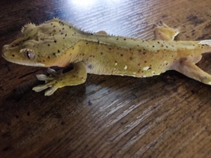 1.0 Confetti Superdalmatien Kronengecko 