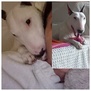 Mini Bullterrier Hündin Miniatur mit Ahnenpass, gechippt  Bild 3