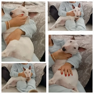 Mini Bullterrier Hündin Miniatur mit Ahnenpass, gechippt  Bild 2