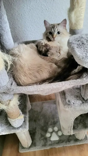 katzengeschwisterpaar abzugeben 