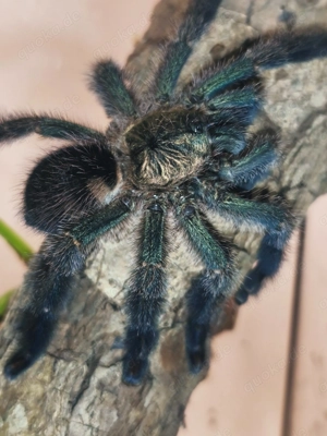 Ybyrapora diversipes zu verkaufen 