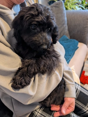 Zwergpudel, zuckersüßes Mädchen