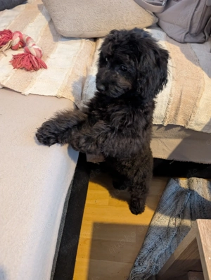 Zwergpudel, zuckersüßes Mädchen