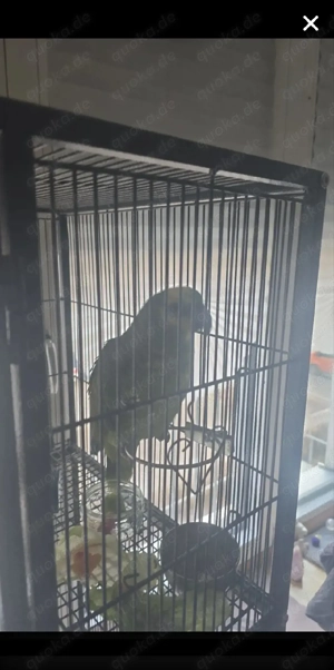 blaustirnamazone papagei