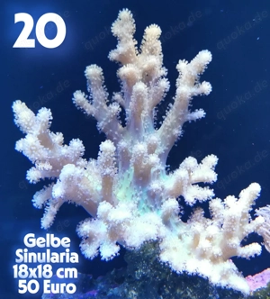 Meerwasser Korallen Ableger