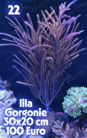 Meerwasser Korallen !!EXPRESSVERSAND!!