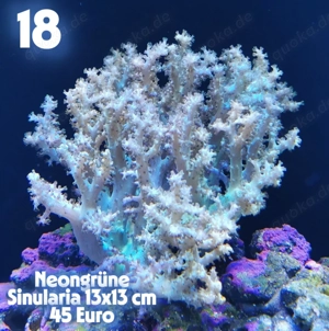 Meerwasser Weichkorallen !!! Expressversand !!!