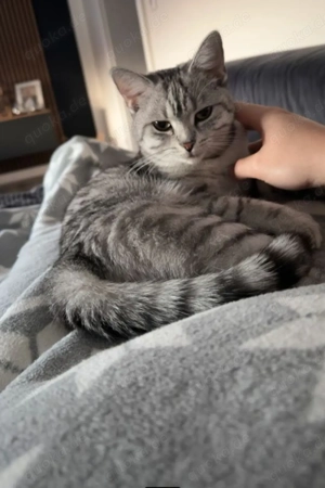 2 BkH Mischlinge Weibchen mit Kompletten Zubehör 