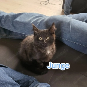 Maine Coone Kitten suchen Zuhause 