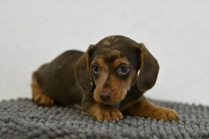 Zwergdackel   Dackel   Welpe 