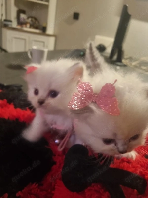 Perserkatze mix Ragdoll 